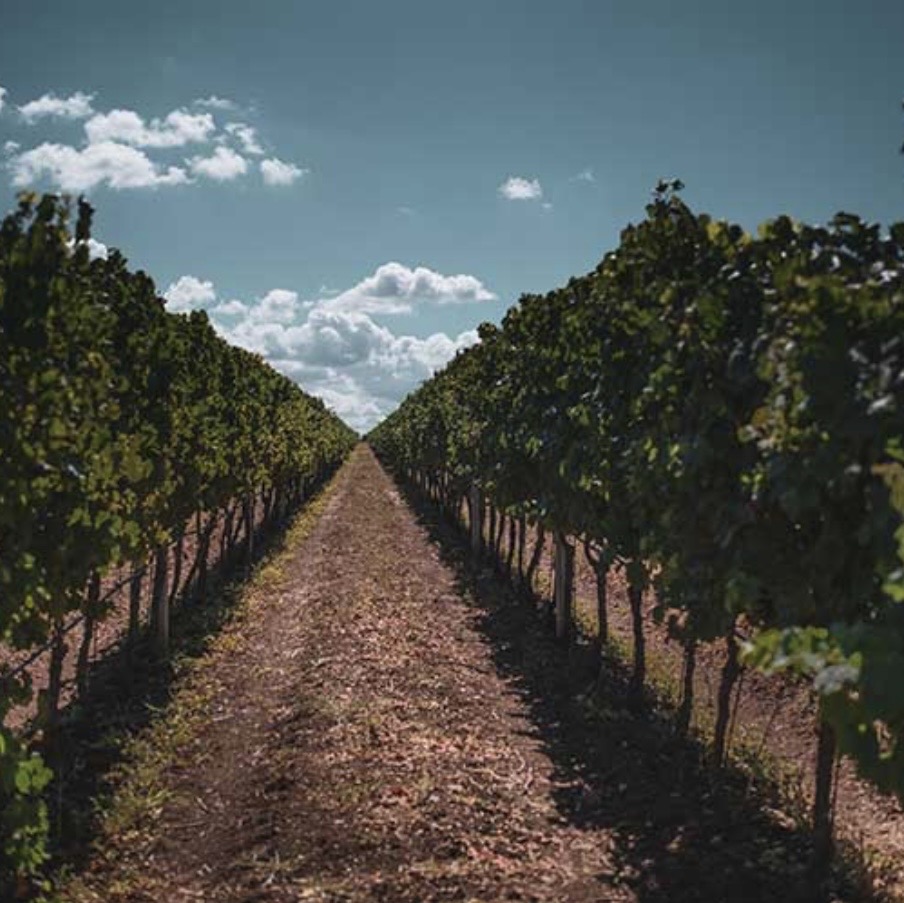 Sardinian wineyard parpinello sardijnse wijnen sardo experience