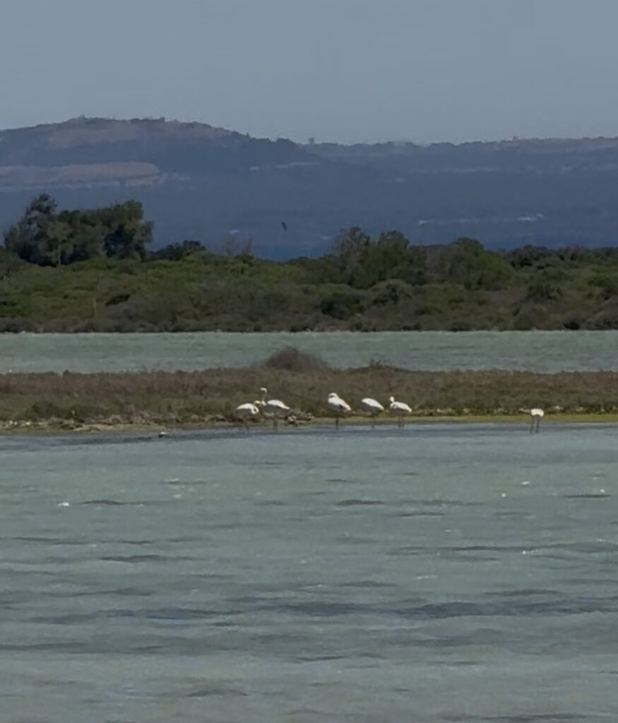 flamingo putzu idu sardo experience