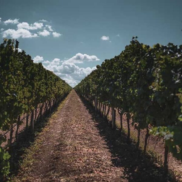 Sardinian wineyard parpinello sardijnse wijnen sardo experience