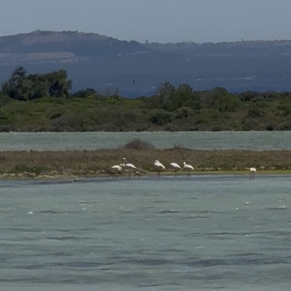 flamingo putzu idu sardo experience